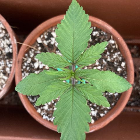 Aramis growlog timeline photo