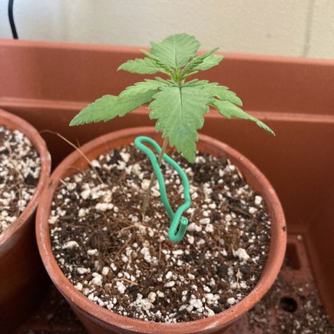 Aramis growlog timeline photo