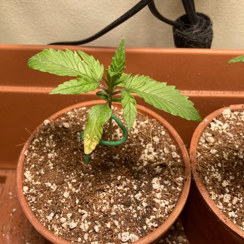Athos  growlog timeline photo