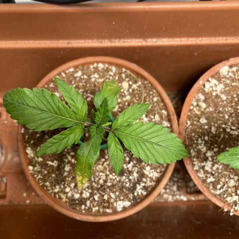 Athos  growlog timeline photo
