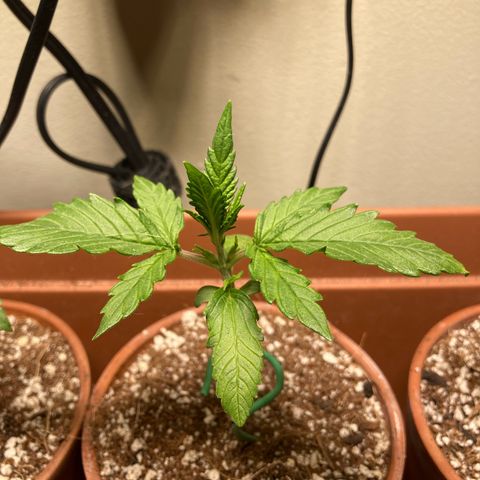 Porthos growlog timeline photo