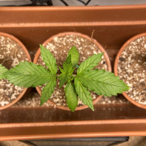 Porthos growlog timeline photo