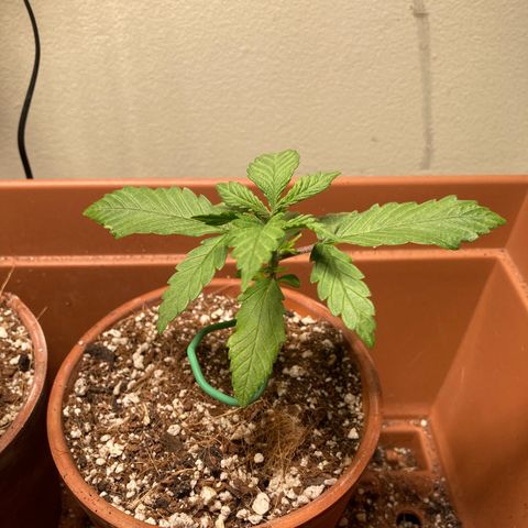 Aramis growlog timeline photo