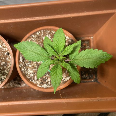 Aramis growlog timeline photo