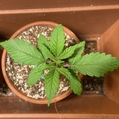 Aramis growlog timeline photo