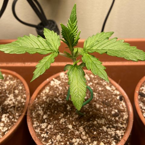 Porthos growlog timeline photo