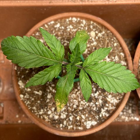 Athos  growlog timeline photo