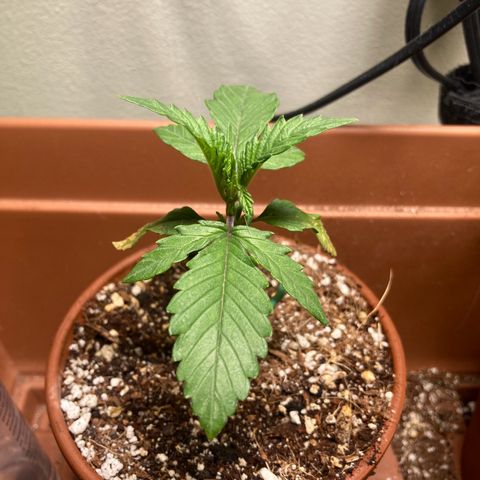 Athos  growlog timeline photo