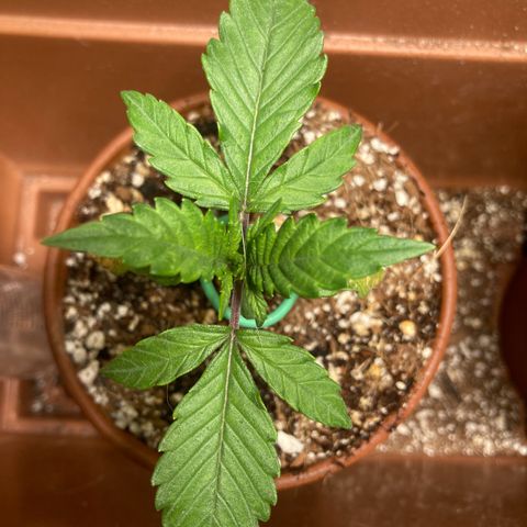 Athos  growlog timeline photo