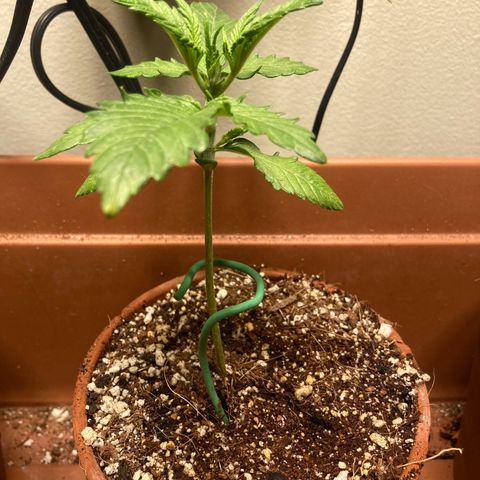 Porthos growlog timeline photo