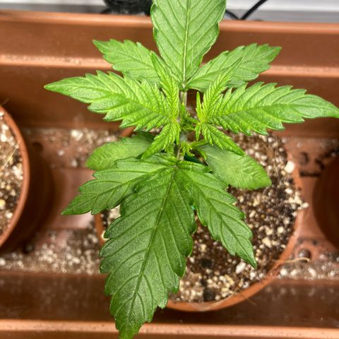 Porthos growlog timeline photo