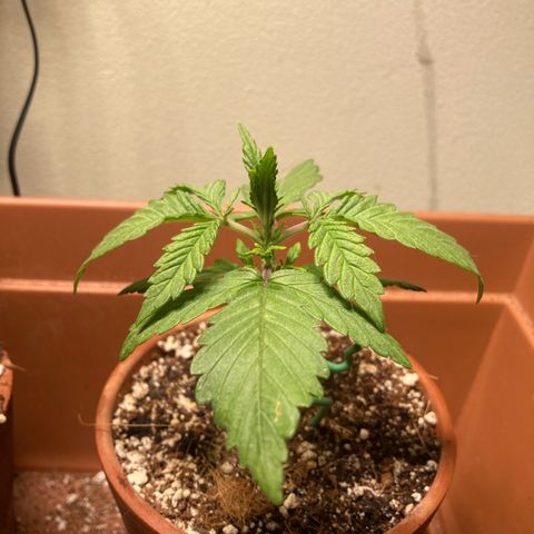 Aramis growlog timeline photo