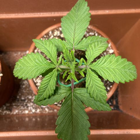 Aramis growlog timeline photo