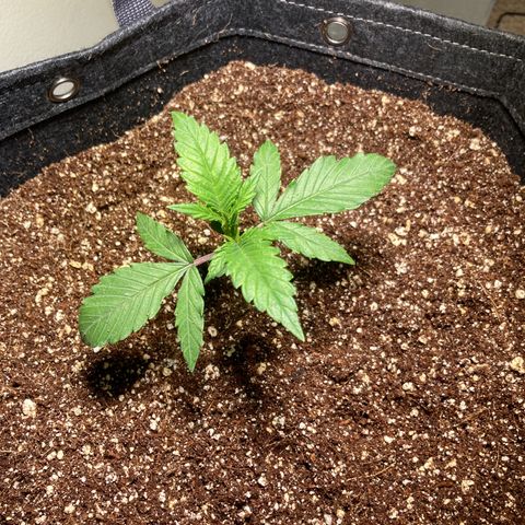 Athos  growlog timeline photo