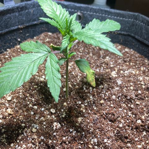 Athos  growlog timeline photo