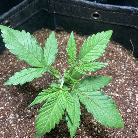 Porthos growlog timeline photo