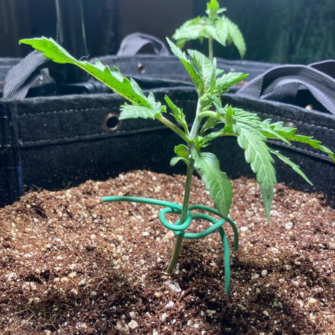 Porthos growlog timeline photo