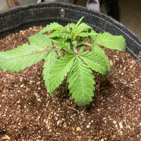 Aramis growlog timeline photo