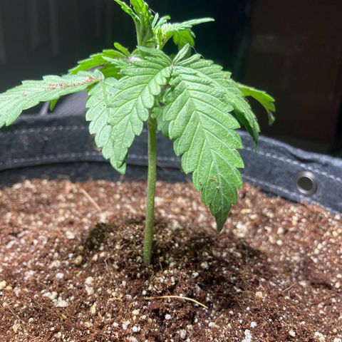 Aramis growlog timeline photo