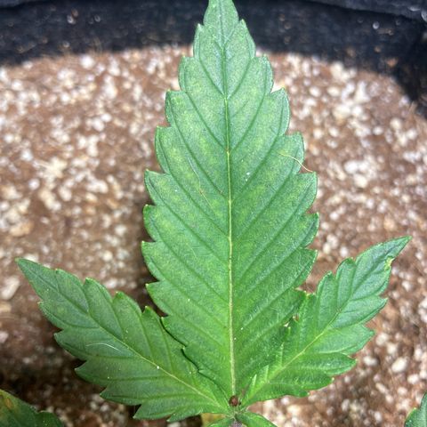 Athos  growlog timeline photo