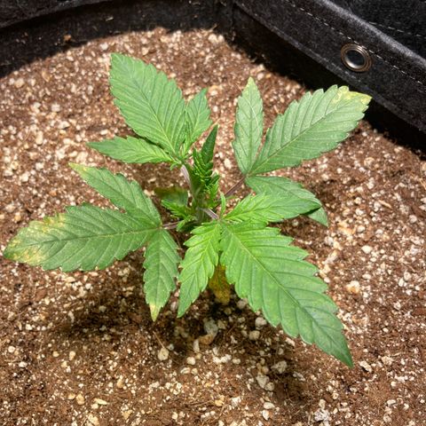 Athos  growlog timeline photo