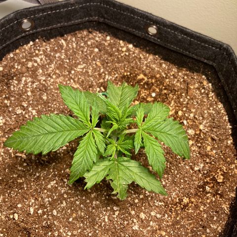 Porthos growlog timeline photo