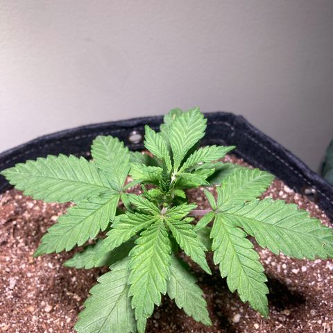 Aramis growlog timeline photo