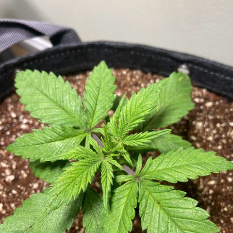Aramis growlog timeline photo