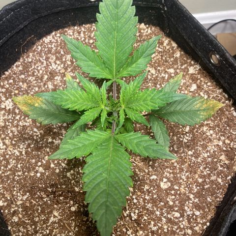 Athos  growlog timeline photo