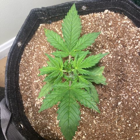 Porthos growlog timeline photo