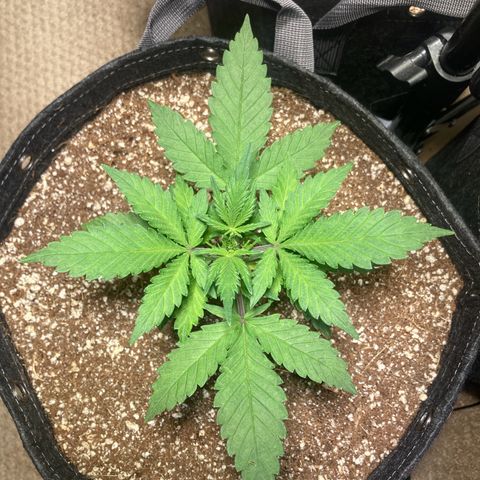 Aramis growlog timeline photo