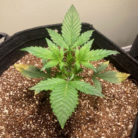 Athos  growlog timeline photo