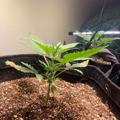Athos  growlog timeline photo
