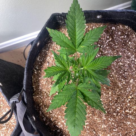 Porthos growlog timeline photo