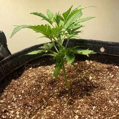 Porthos growlog timeline photo