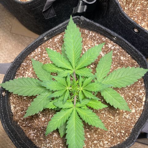 Aramis growlog timeline photo