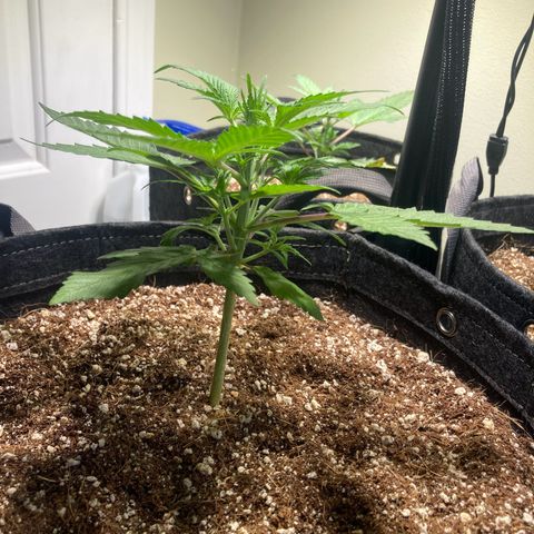 Aramis growlog timeline photo