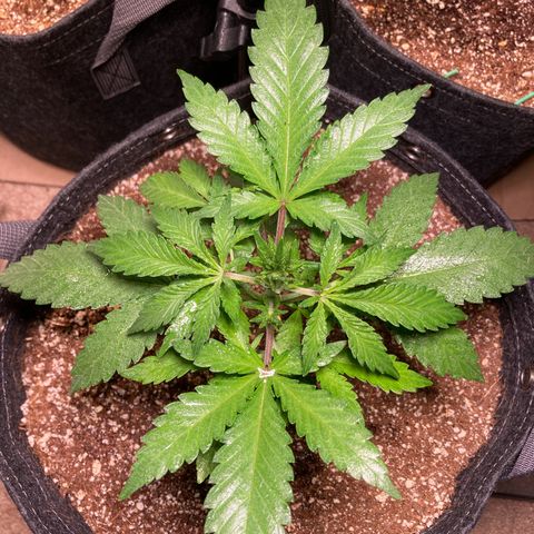 Aramis growlog timeline photo