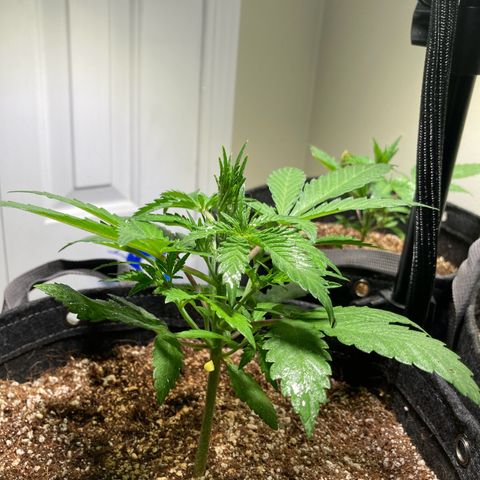 Aramis growlog timeline photo