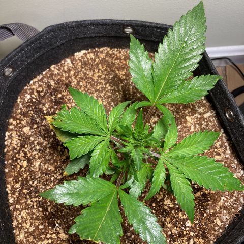 Athos  growlog timeline photo