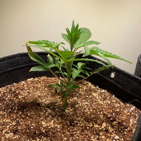 Athos  growlog timeline photo