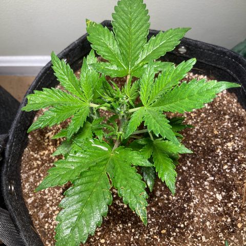 Porthos growlog timeline photo