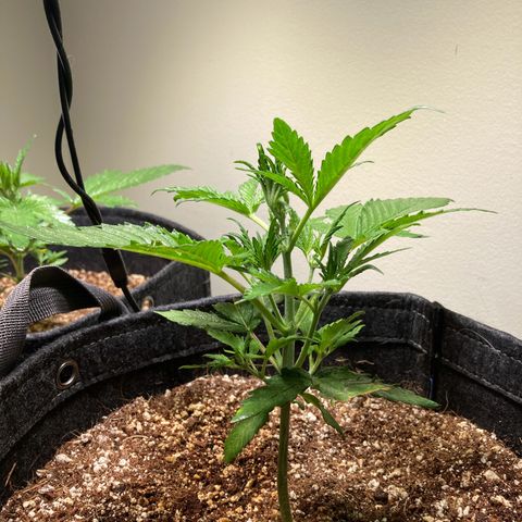 Porthos growlog timeline photo