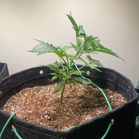 Porthos growlog photo: Start of LST