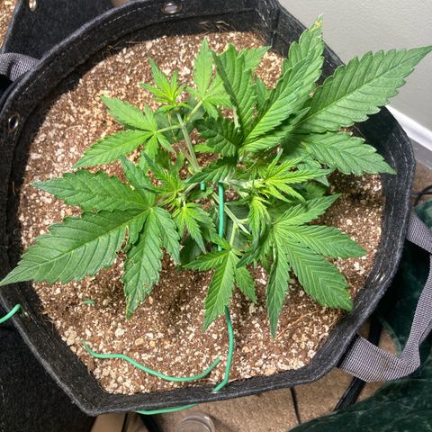 Porthos growlog photo: Start of LST