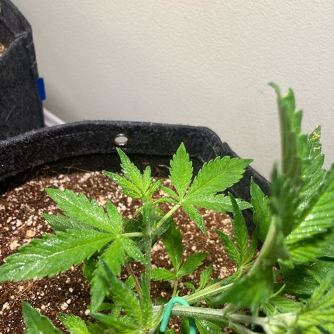 Porthos growlog timeline photo