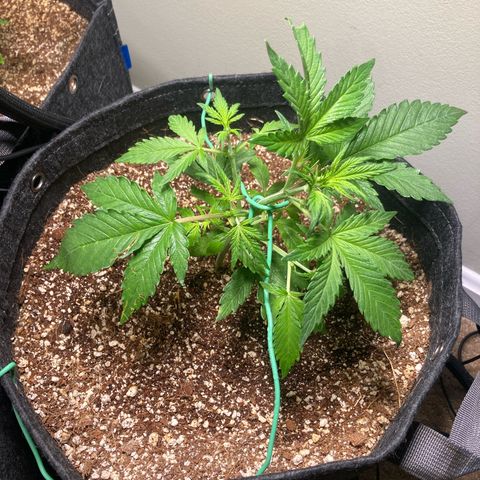 Porthos growlog timeline photo