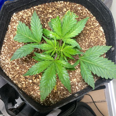 Athos  growlog timeline photo