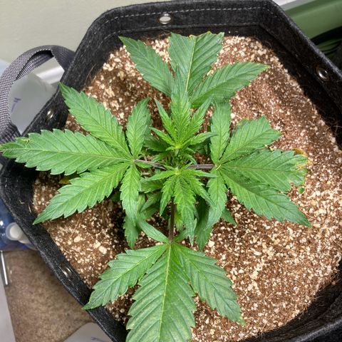 Athos  growlog photo: 11:00 PM
