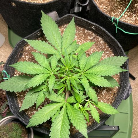 Aramis growlog photo: 11:00 PM